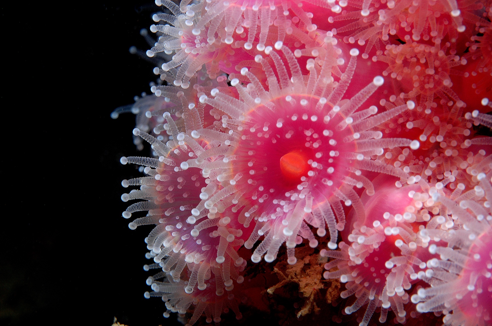 2011-2012, PMSL, Humber Gateway, Benthic Monitoring Programme